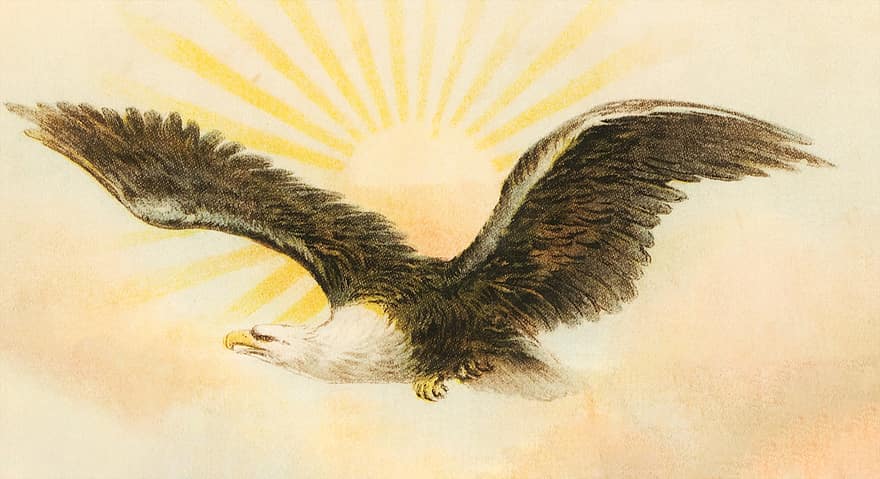 Eagle, Sun, Bird, Flying, Flight, Wings, dom, Symbol, Sun Rays, Vintage, Art