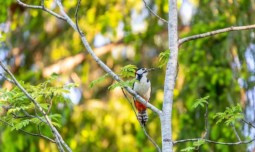 Woodpecker, Bird, Perched, Branches, Tree, Perched Bird, Ave, Avian, Ornithology, Bird Watching, Animal