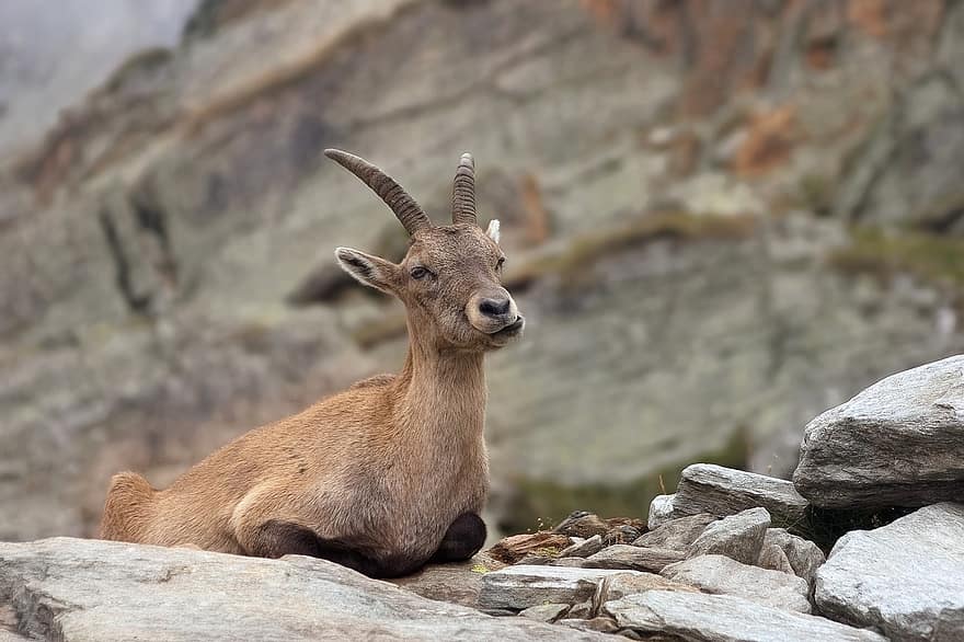 capra ibex, alpine steenbok, vrouw, berg-, rotsen, stenen, dier, zoogdier, herbivoor, herkauwer, wilde geit