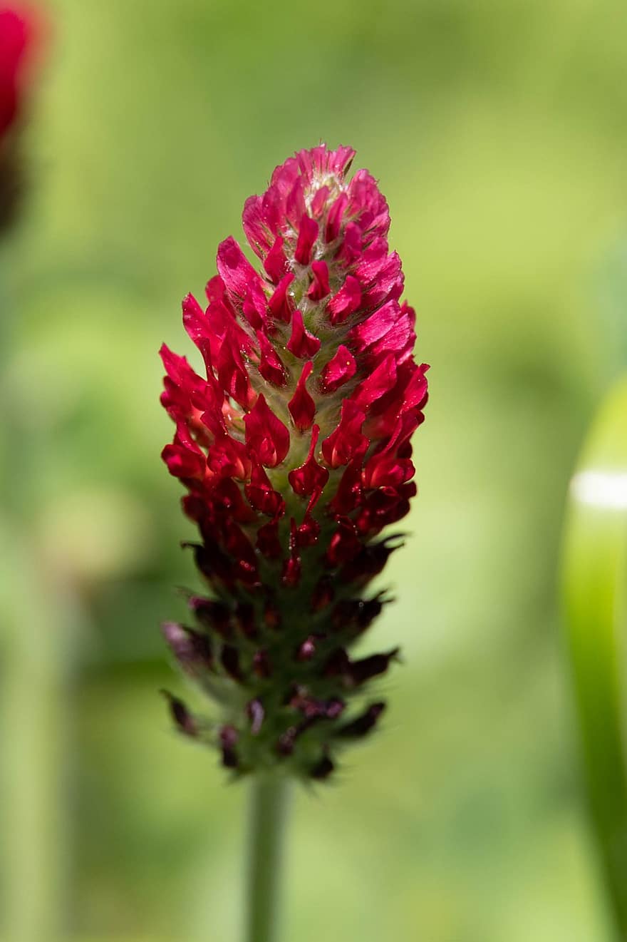 цветя, пурпурен, trifolium incarnatum, растение, култури