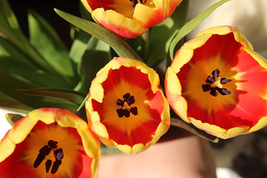 tulipaner, blomster, planter, Gule røde blomster, flok blomster, kronblade, flor, flora, forår, natur, tæt på