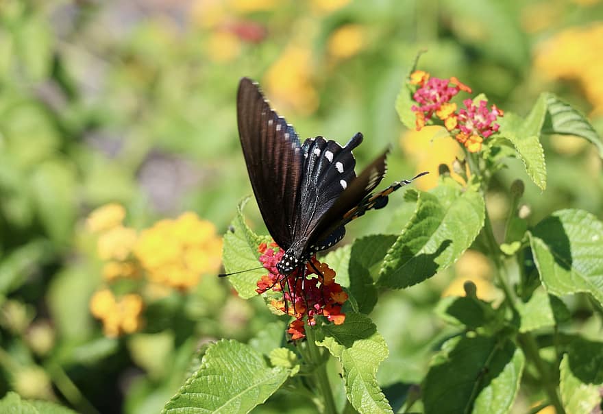 swallowtail hitam, Lantanas, penyerbukan, kupu-kupu, bunga-bunga, serangga