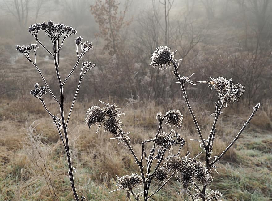 Thistles, Branches, Frozen, Iced, Winter, Wild Plants, Botany, Fog, Nature, Flora, Icing