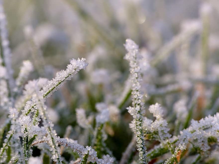 Gras, Grashalme, Frost, Raureif, Eiskristalle, Wiese, Makro, Nahansicht, Winter, Hintergrund