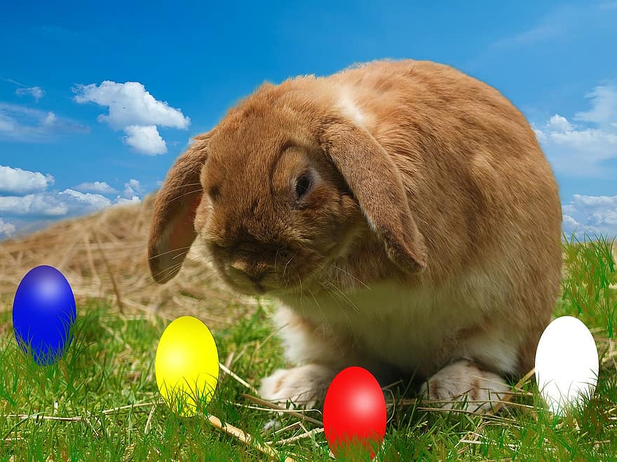 kelinci, telur, langit, Paskah
