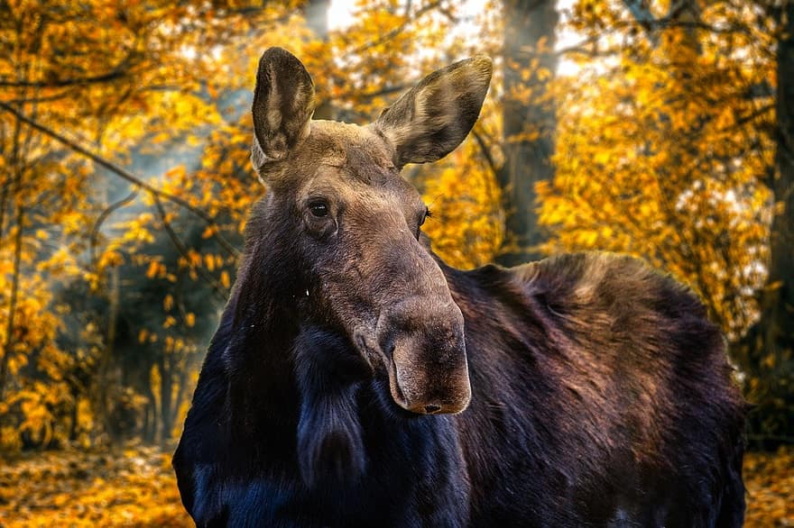 moose, trees, forest, farm, rural scene, animals in the wild, animal head, grass, autumn, meadow, grazing