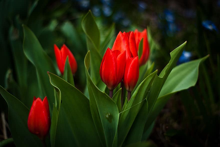Tulpen, Blumen, Pflanze, Blätter, rote Tulpen, rote Blumen, Frühling, Garten, Natur, dunkel