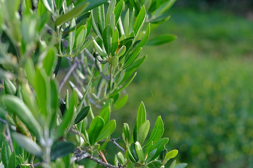oliivien oksat, oliivit, oliivipuu, oliivinoksa, oliiviöljy, kasvi, vihreä, luonto, Välimeren, haara, Helfrich
