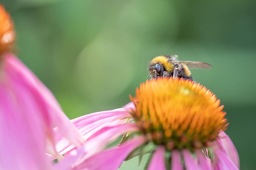 земна пчела, градина, цвете, природа, лято, пчелен мед, опрашване, цветен прашец, флора