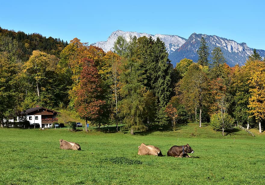 vee, weide, landelijk, koeien, dieren, veld-, bergen, landschap, platteland, natuur, alpine