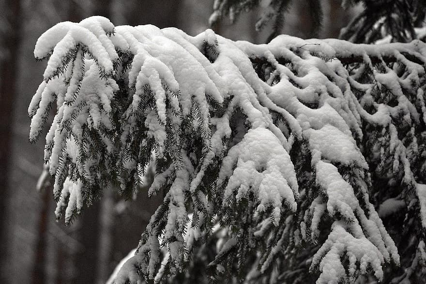 boom, net, pijnboom, naalden, natuur, sneeuw, winter, Bos