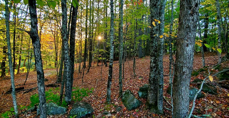 есен, гора, гори, падане, дървета, на открито, природа, склон