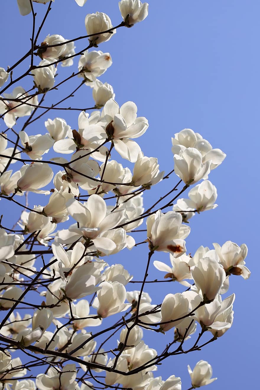 bloemen, de lente, magnolia, tuin-, bloeien, bloesem, plantkunde, seizoensgebonden, groei