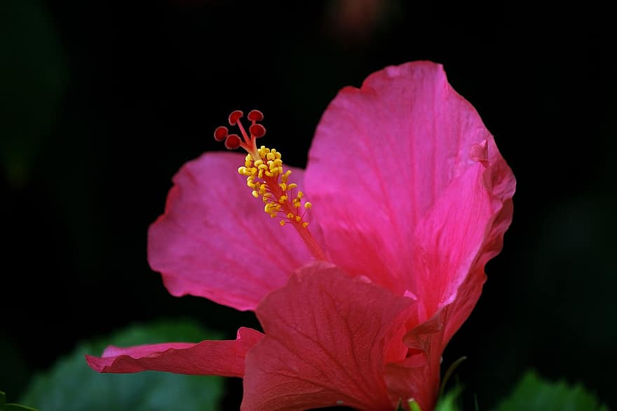 hibisco, flor, Flor rosa, pétalas, pétalas cor de rosa, Flor, pistilo, flora, plantar, fechar-se, folha