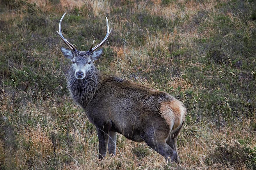Deer, Stag, Animal, Mammal, Wildlife, Fauna, Wilderness, Moor, Highland, Nature