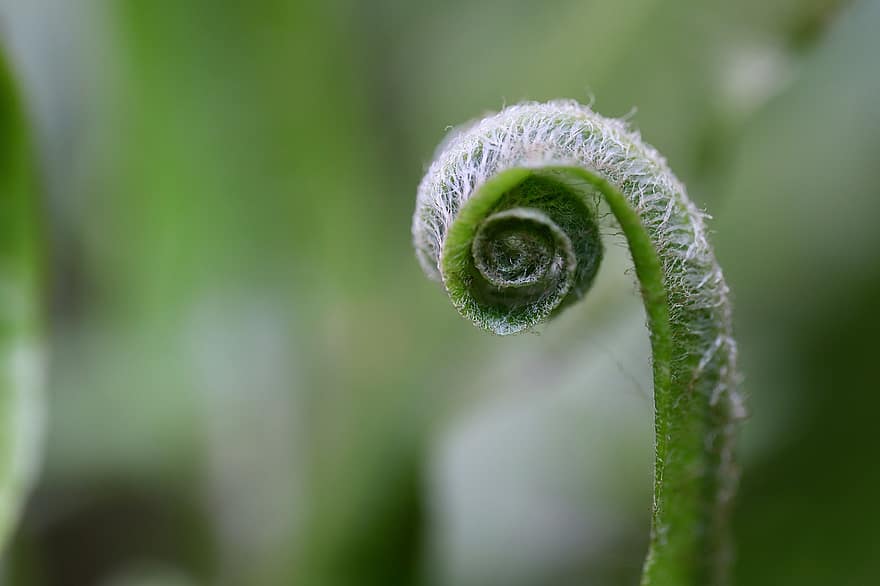 Hart's-tongue Fern, Fern, Fern Tip, Sprout, Unroll, Green, Grow, Botany, Plant, Macro, close-up