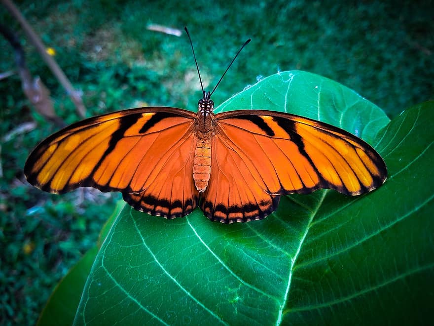 Juno Longwing, motyl, liść, owad, zwierzę, skrzydełka, roślina, ogród, Natura