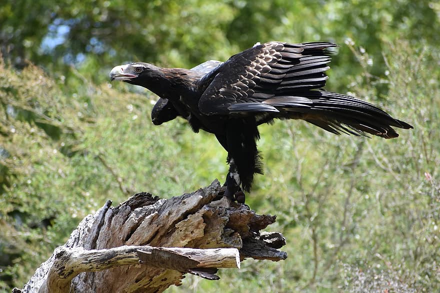 Орел с клиновидна опашка, орел, птица, граблива птица, Австралия, австралийски, хищник