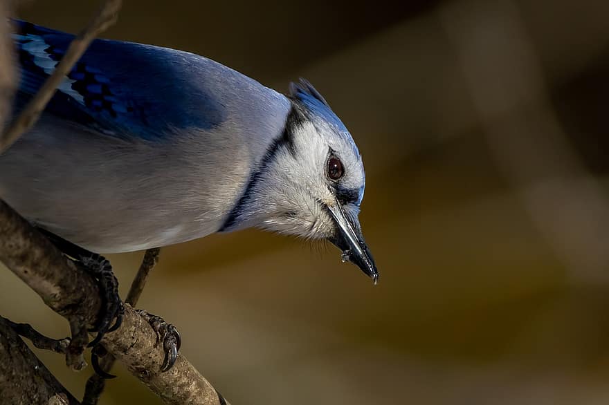 blue jay, uccello, animale, maschio, natura, piume, ramo, arroccato, becco, piuma, animali allo stato selvatico
