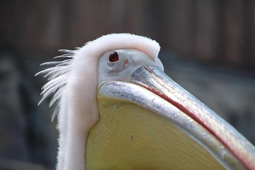 pássaro, pelicano, ornitologia, espécies, fauna, aviária, animal, macro, bico, pena, fechar-se
