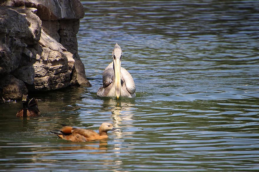 pelikaan, wilde eend, watervogel, vogel, waterwild, dier, vijver, meer, water, waden, zwemmen