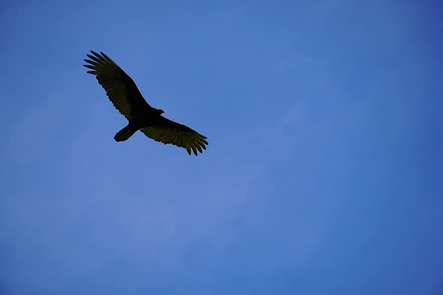 oiseau, vautour de dinde, en volant, ailes, vol, ornithologie, espèce, faune, aviaire, bleu, animaux à l'état sauvage