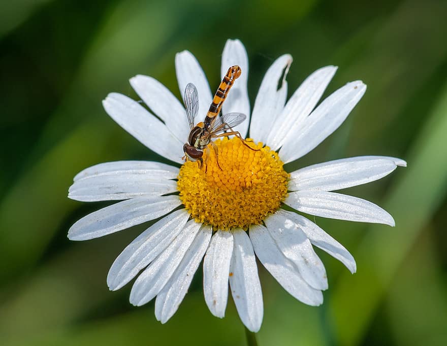 Daisy, Flower, Hoverfly, Insect, Animal, Nectar, Pollination, Plant, Nature, Garden