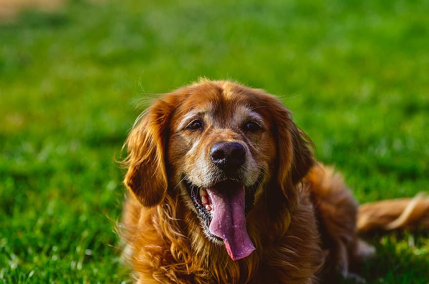 Dog, Pet, Animal, Domestic Dog, Canine, Mammal, Cute, Tongue, Tongue Out, Doggy, Outdoors