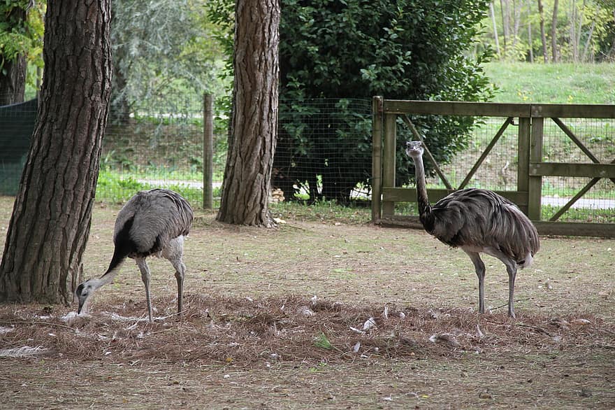Rhea, ogród zoologiczny, zwierzę, ptaki, emu, szyja, pióro, dzikiej przyrody, fotografia zwierząt