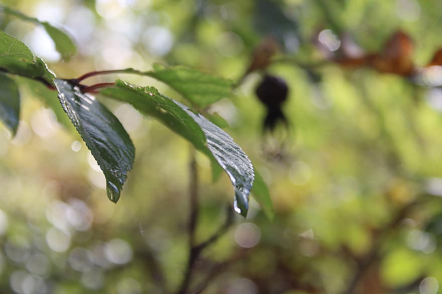 Leaves, Branch, Dew, Wet, Dewdrops, Foliage, Green, Plant, Nature, Raindrops, Fall