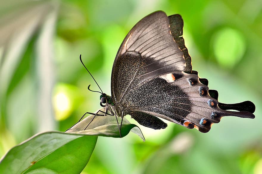 vlinder, kleur, vliegend insect, dier, coulissen, tropische vlinder