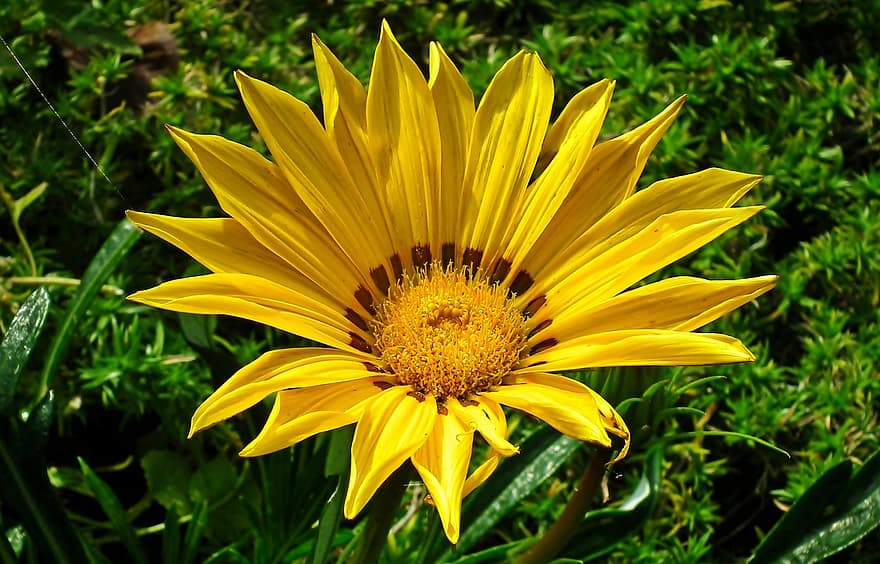 Gazania, цвете, растение, цвете на съкровище, жълто цвете, листенца, разцвет, градина, природа, лято