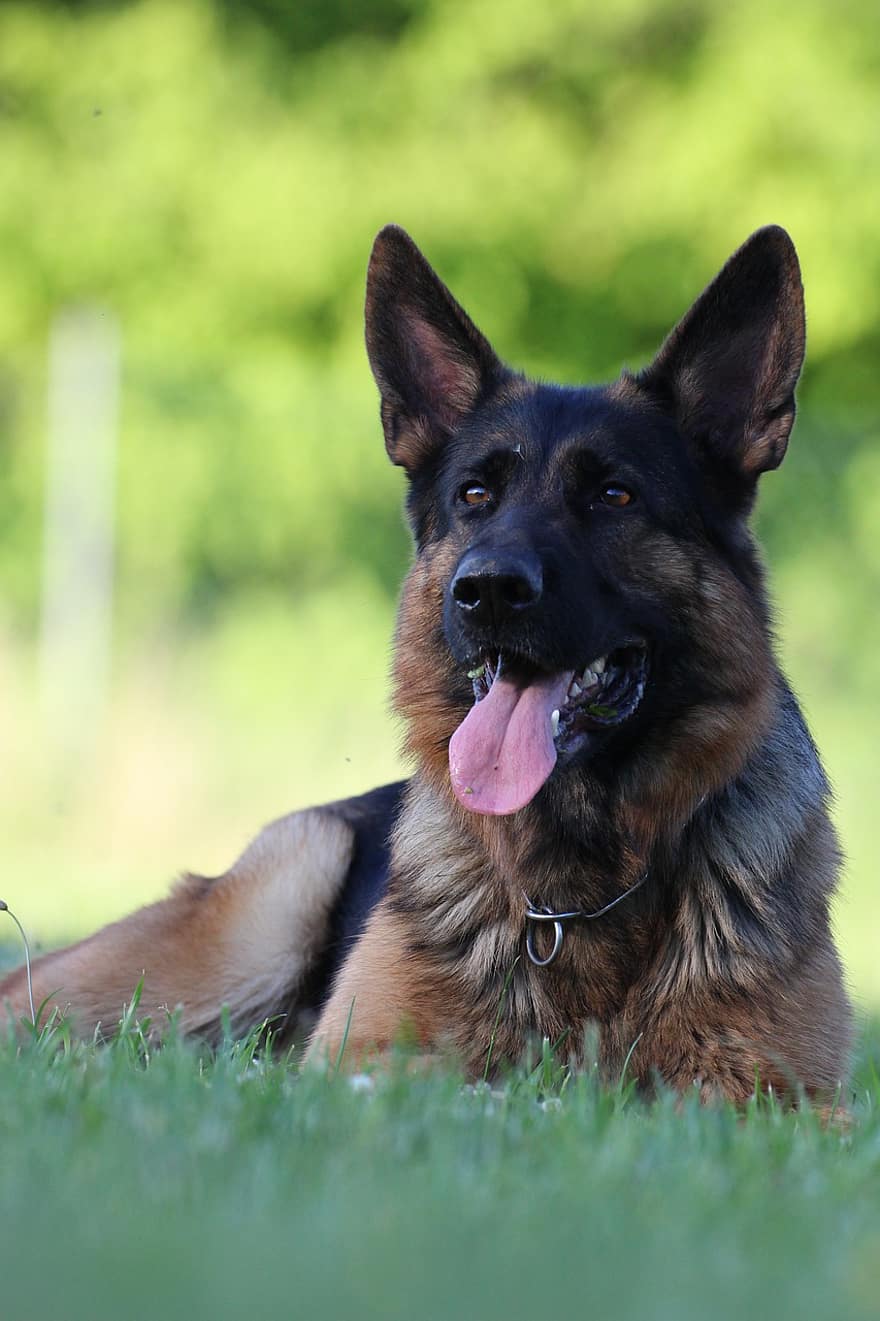 kutya, német juhász, házi kedvenc, rendőrségi kutya, állat, fajtiszta, sport kutya, természet