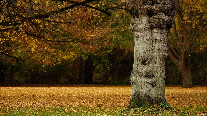 strom, listy, podzim listí, barvitý, podzim, Příroda