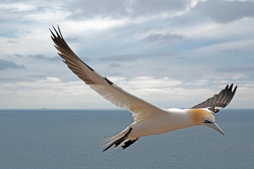 oiseau, ailes, vol, plumes, plumage, aviaire, ornithologie, oiseau de mer, fou de Bassan, Helgoland