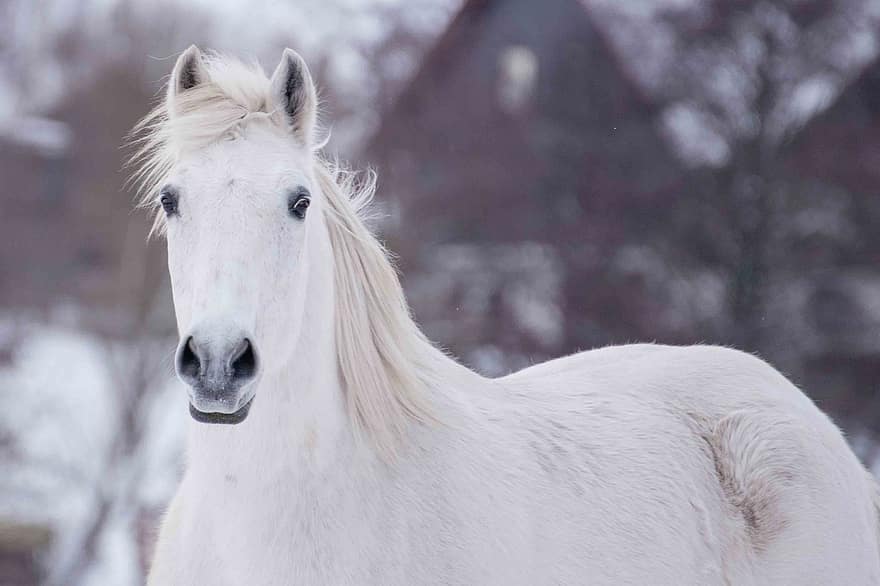 con ngựa, thú vật, động vật có vú, ngựa, ngựa Ả Rập, mùa đông, lạnh, bờm, con ngựa giống, nông trại, đầu động vật