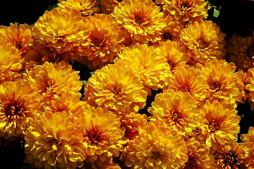 เบญจมาศ, ดอกไม้, พืช, ดอกสีเหลือง, กลีบดอก, เบ่งบาน, ธรรมชาติ, ตก, ฤดูใบไม้ร่วง
