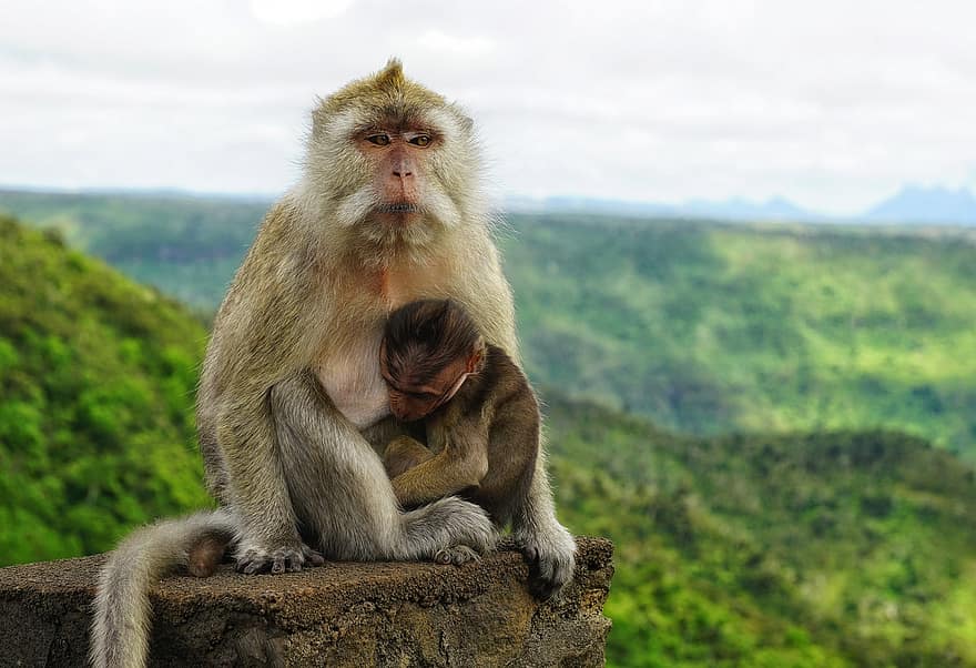 scimmie, madre, bambino, giovane, proteggere, mauritius