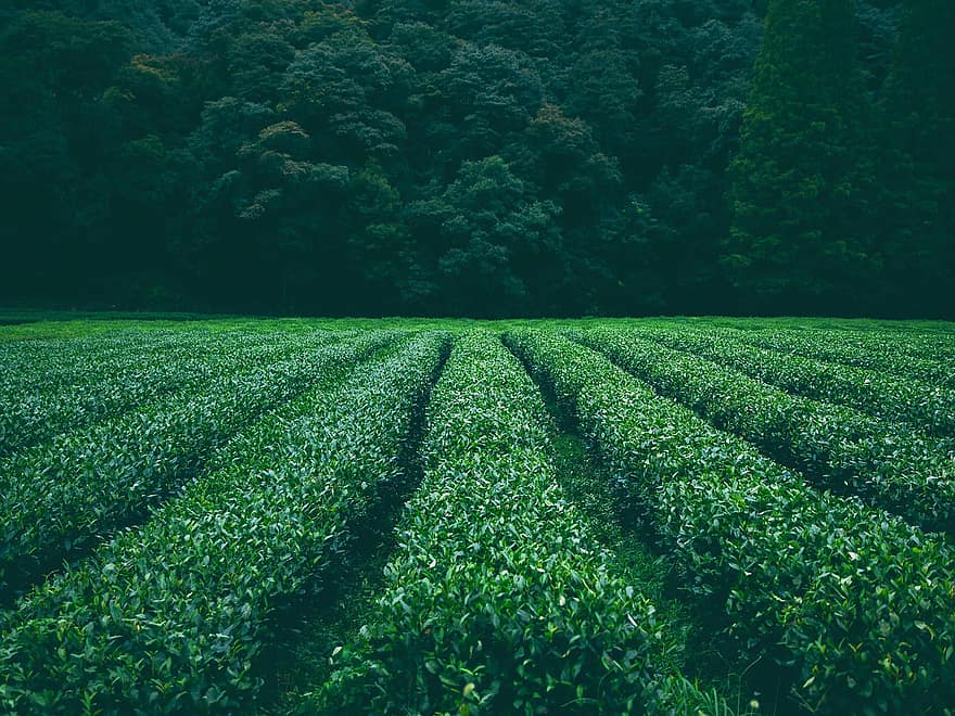 πεδίο, φυτεία, τσάι, χαμομήλι, φύλλα, φύλλωμα, φύση, γεωργία, πράσινος, τοπίο, αγροτικός