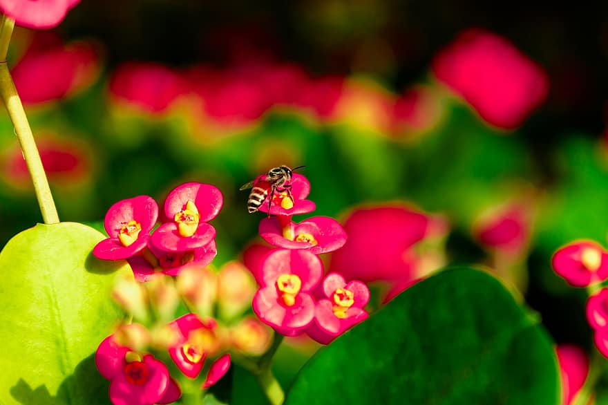 μέλισσα, έντομο, euphorbia, κορώνα από αγκάθια, λουλούδια, κόκκινα λουλούδια, φυτό, κήπος, φύση