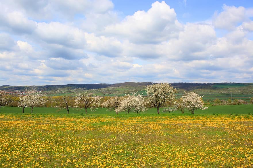 Prairie, fleurs sauvages, des arbres, les montagnes, les collines, pré de fleurs, des champs, champ de fleurs, fleurs jaunes, paysage, la nature