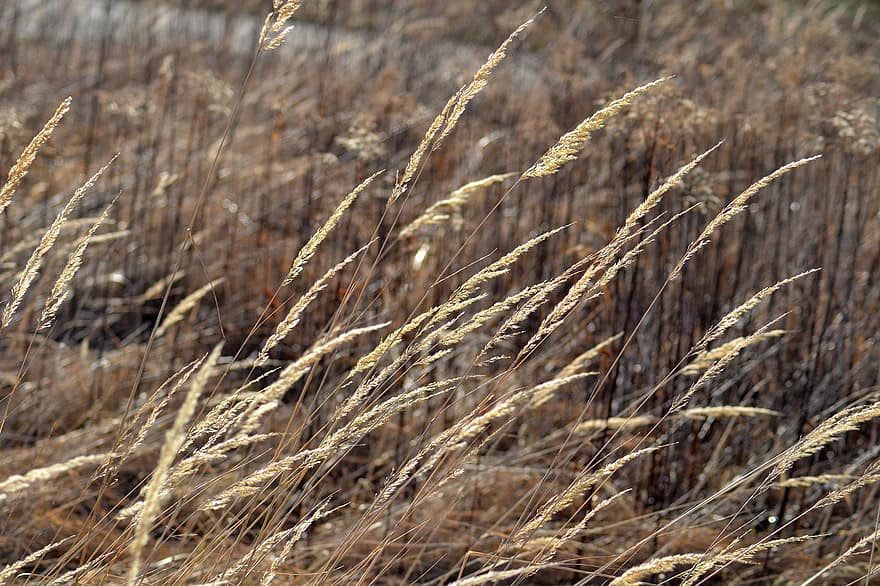 Reed, Grass, Field, Plants, Early Spring, Flora