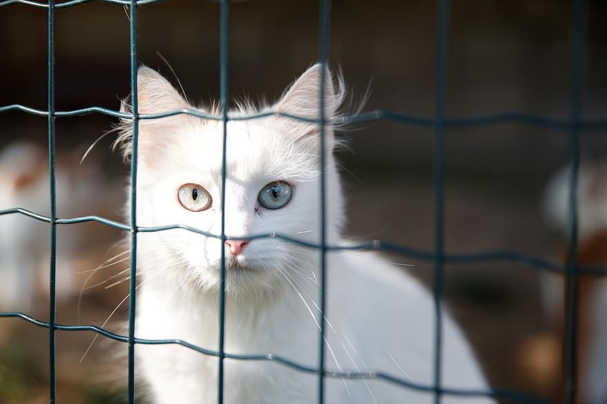 Γάτα, κατοικίδιο ζώο, κλουβί, ζώο, καταφύγιο, άσπρη γάτα, φράκτης, διαχωρισμός, μάτια της γάτας, αιλουροειδής, γατούλα