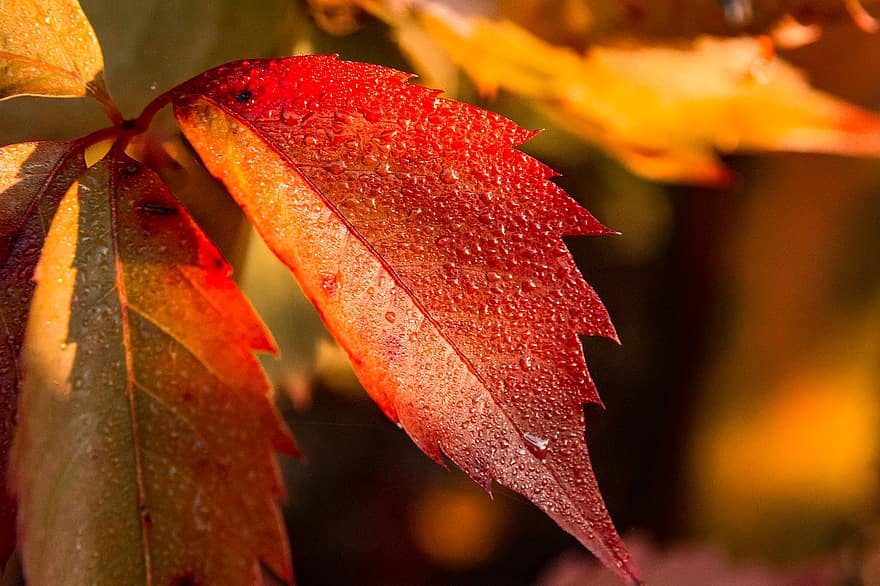가을, 잎, 이파리, 이슬, 이슬 방울, 촉촉한, 젖은, 단풍, 가을 단풍, 식물, 자연