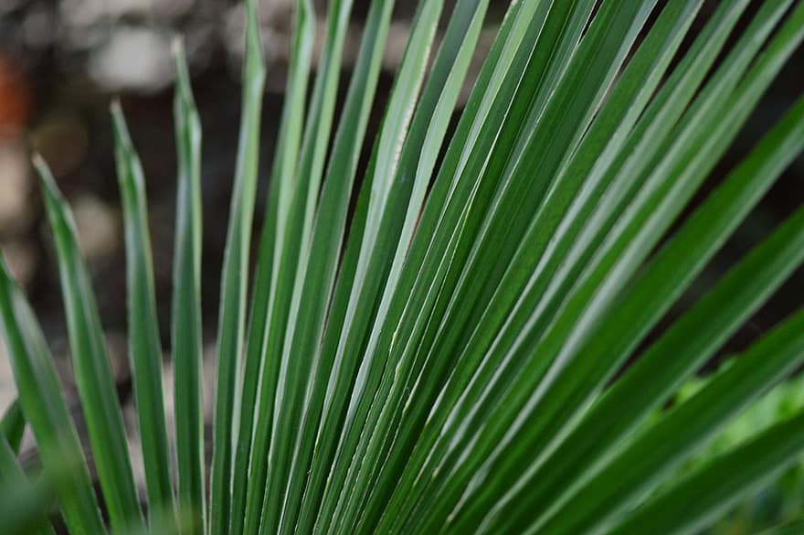 palmsöndagen, Palmblad, religion, natur, miljö, växt, grön, handflatan