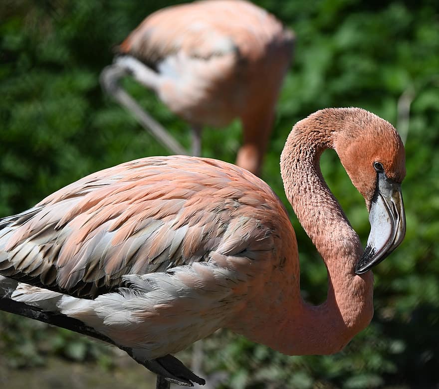 flamingas, paukštis, plunksnos, rožinis, paukščių, plunksna, snapas, gyvūnams, kelių spalvų, Iš arti, tropinis klimatas