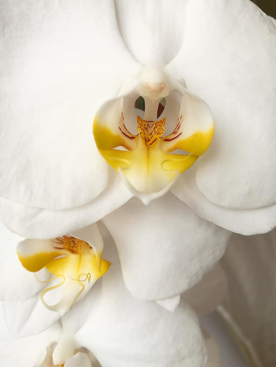 цветок, орхидея, макрос, белый, элегантный, крупный план, завод, лепесток, головка цветка, лист, желтый