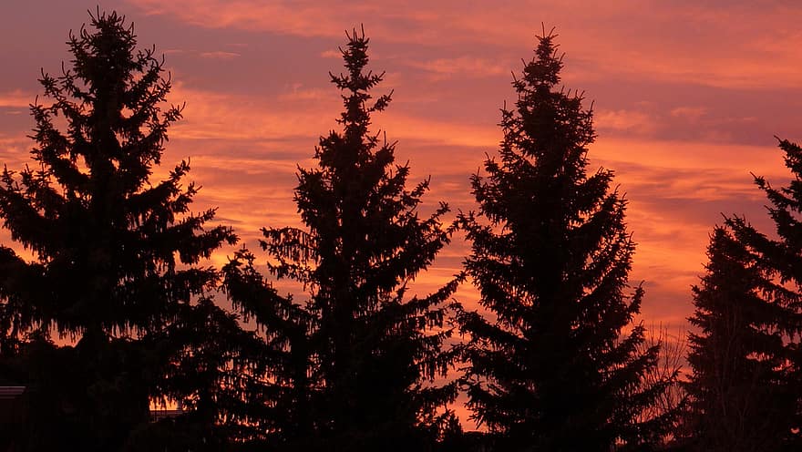 solnedgang, silhouette, pines, trær, grener