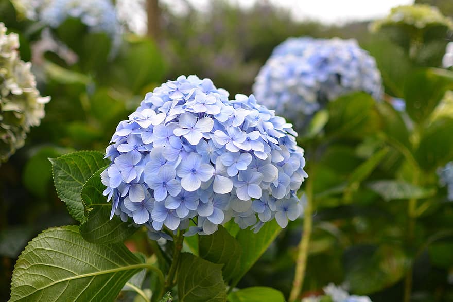 hortensia, blå blomster, blomster, Fransk Hortensia, hortensia macrophylla, flok, blomstre, flor, kronblade, flora, plante