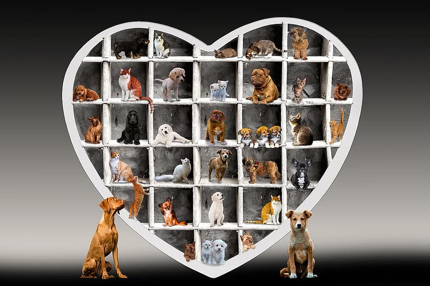動物たち、犬、コレクション、心臓、場合、犬の品種